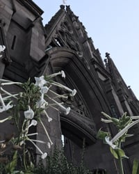 Image 3 of Sagittarius Perfume (Stinging Nettle, Sage, Spikenard, Tobacco)