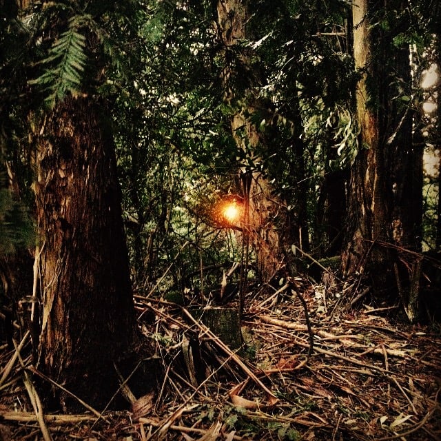 Image of Sagittarius Perfume (Stinging Nettle, Sage, Spikenard, Tobacco)