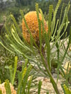 Banksia hookeriana – Acorn Banksia