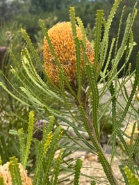 Image 1 of Banksia hookeriana – Acorn Banksia