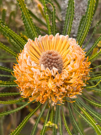 Image 5 of Banksia hookeriana – Acorn Banksia