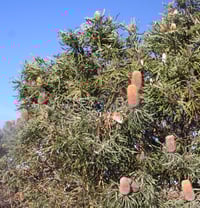 Image 2 of Banksia hookeriana – Acorn Banksia