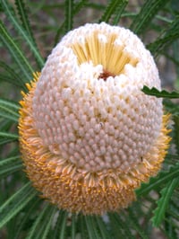 Image 3 of Banksia hookeriana – Acorn Banksia