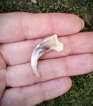 Image of White Wolf Claw