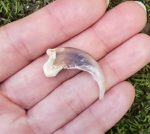 Image of White Wolf Claw