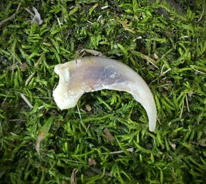 Image of White Wolf Claw