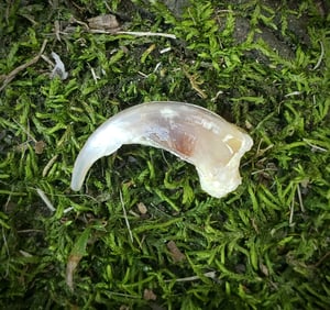 Image of White Wolf Claw