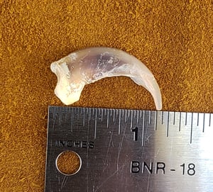 Image of White Wolf Claw