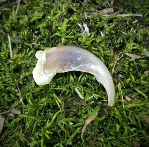 Image of White Wolf Claw