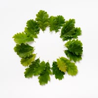 BEUYS' ACORNS (Spring Leaves 21) 