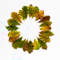 BEUYS' ACORNS (Autumn Leaves 21) 