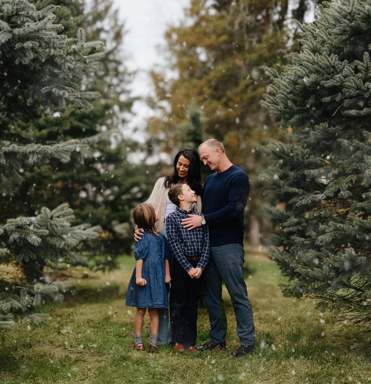 Image of 2025-Tree FARM MINI SESSIONS