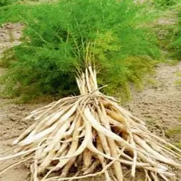 Himalayan Viagra-Female! Adaptogen. Libido. Hormone Balancer. Fertility. Mood. Adrenals. Thyroid.