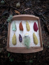 Image 5 of Ripe Banana Slugs