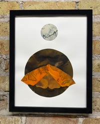 Image 2 of Orange Moth 