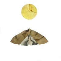 Image 1 of Brown Moth with Yellow Moon