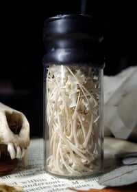 Image 2 of Snake Bone Curiosity Bottle