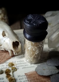 Image 1 of Snake Bone Curiosity Bottle