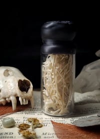 Image 5 of Snake Bone Curiosity Bottle