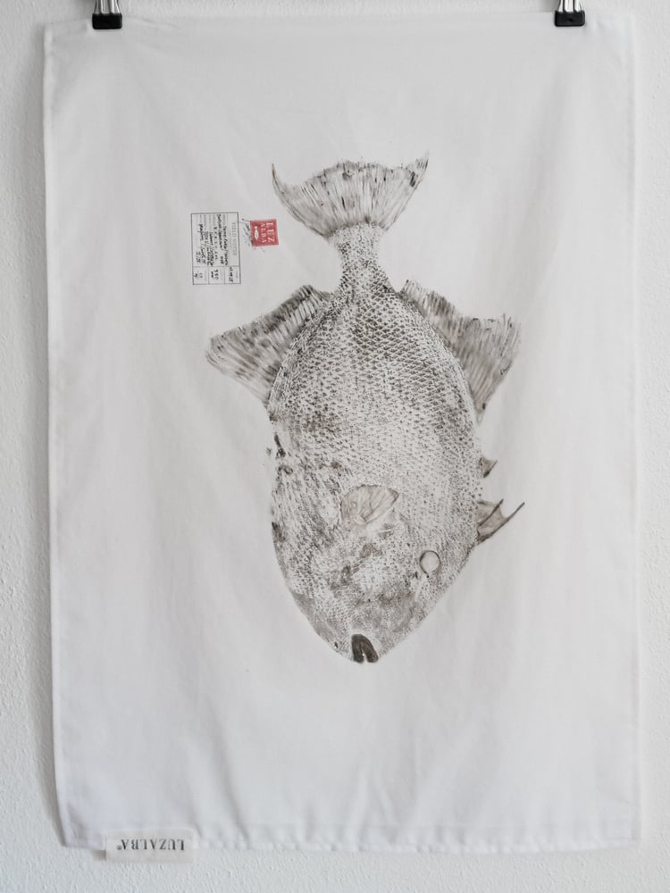 Image of Peixe-porco | Triggerfish*25