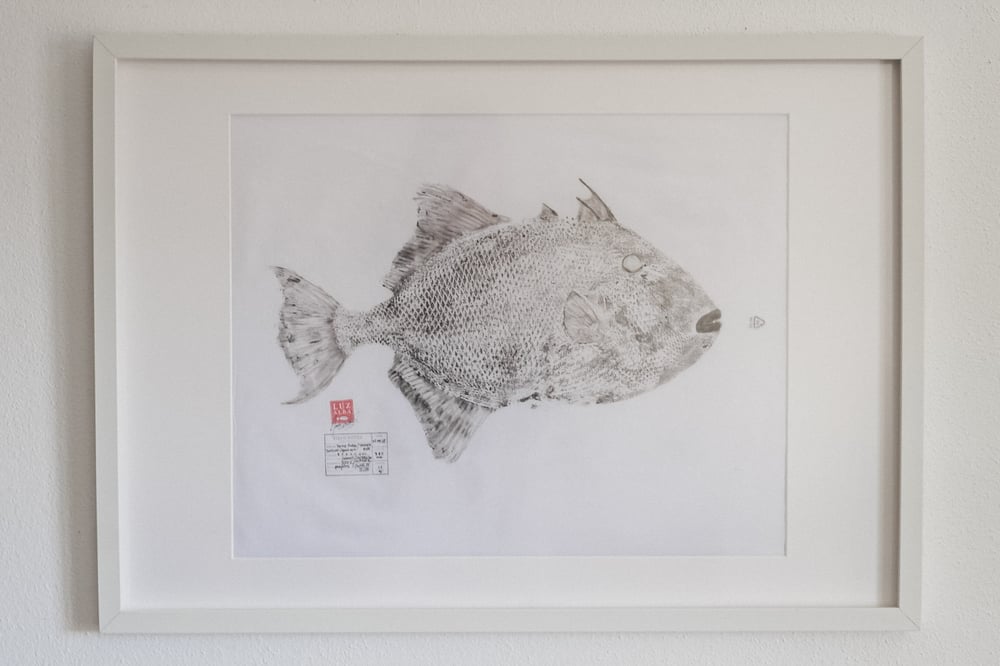 Image of Peixe-porco | Triggerfish*25