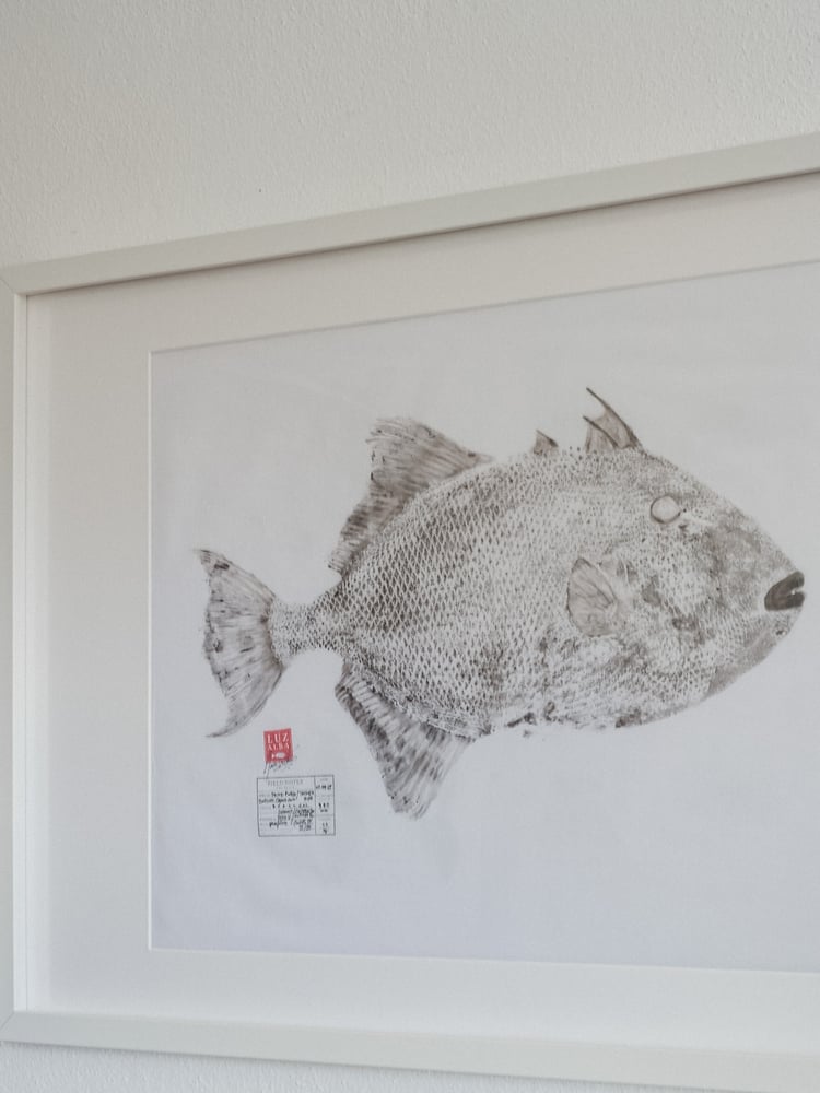 Image of Peixe-porco | Triggerfish*25