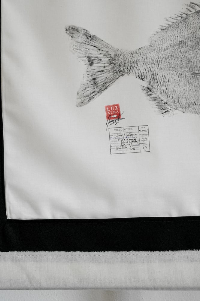 Image of Sargo *L. | Seabream