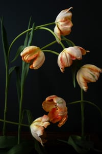 Still Life with Orange Parrot Tulips no. 1