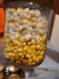 Drippy corn