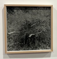 The Wheelbarrow framed