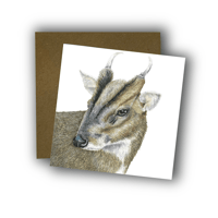 Image 1 of Muntjac Card