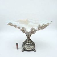 Image 2 of Gros coquillage bénitier Tridacne sur pied en métal argenté fin XIXe avec griffons - Vide-poche 