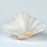 Image 9 of Gros coquillage bénitier Tridacne sur pied en métal argenté fin XIXe avec griffons - Vide-poche 