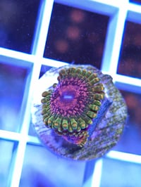 GMK (Grand Master Krak) 1 polyps