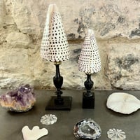 Image 10 of Coquillage Conus Litteratus sur socle en bois Napoléon III - Objet de curiosités 