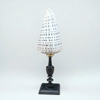 Image 2 of Gros coquillage Conus Litteratus sur socle en bois Napoléon III - Objet de curiosités 