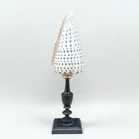 Image 4 of Gros coquillage Conus Litteratus sur socle en bois Napoléon III - Objet de curiosités 