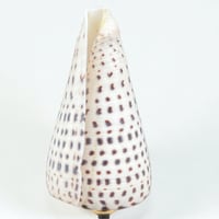 Image 5 of Gros coquillage Conus Litteratus sur socle en bois Napoléon III - Objet de curiosités 