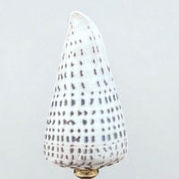 Image 6 of Gros coquillage Conus Litteratus sur socle en bois Napoléon III - Objet de curiosités 