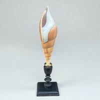 Image 1 of Coquillage escargot Tibia Curta sur socle en bois Napoléon III - Objet de curiosités 