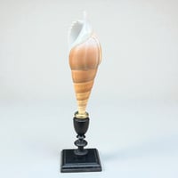 Image 6 of Coquillage escargot Tibia Curta sur socle en bois Napoléon III - Objet de curiosités 