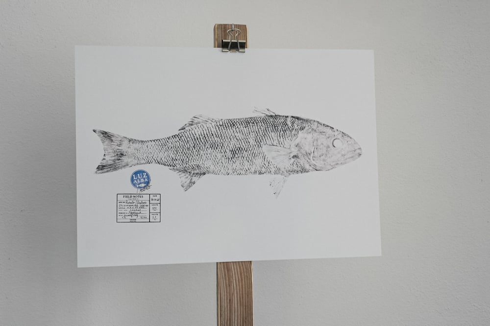 Image of Paper Fish *A3 | E.25 