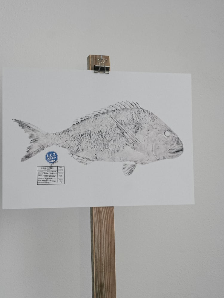 Image of Paper Fish *A3 | E.25 