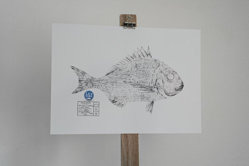 Image of Paper Fish *A3 | E.25 