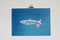 Image of Blue Fish *A4 | E.25 