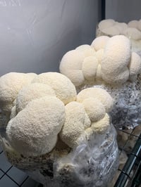 Image 2 of FRESH LIONS MANE 