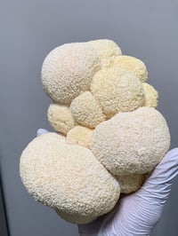 Image 3 of FRESH LIONS MANE 