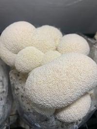 Image 4 of FRESH LIONS MANE 