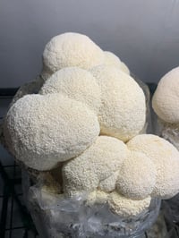 Image 1 of FRESH LIONS MANE 