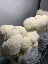 Image 5 of FRESH LIONS MANE 